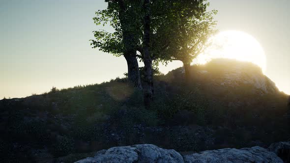 Trees on Rocks in Mountains at Sunset