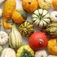 Colorful Various Kinds Mini Pumpkins on White Background Top View Flat Lay - VideoHive Item for Sale