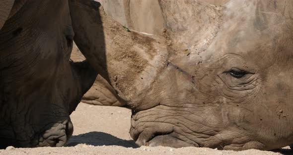 The white rhinoceros or square-lipped rhinoceros, (Ceratotherium simum)