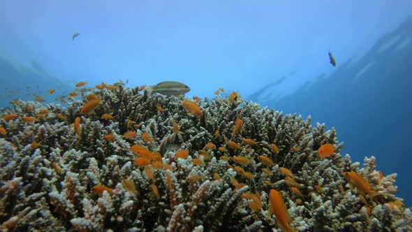 Tropical Colorful Underwater Seascape