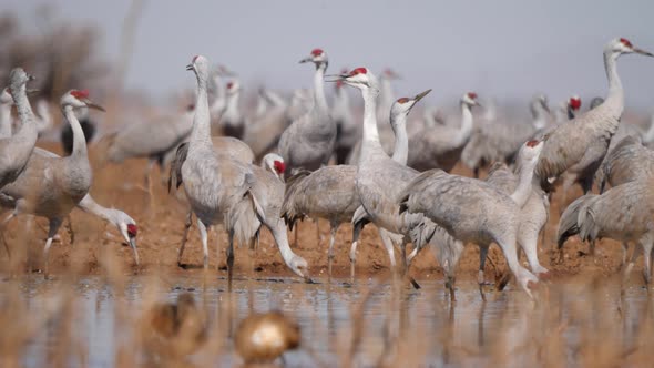 Clsoe-up of sandhill cranes walking around in cornfield.