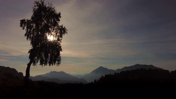 Silhouette Of A Birch Plant In Alpine Landscape1