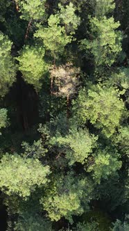 Aerial View of Trees in the Forest