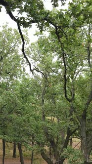 Aerial View of Green Forest in Summer