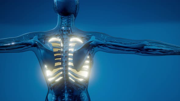 Human Lungs Radiology Exam alt