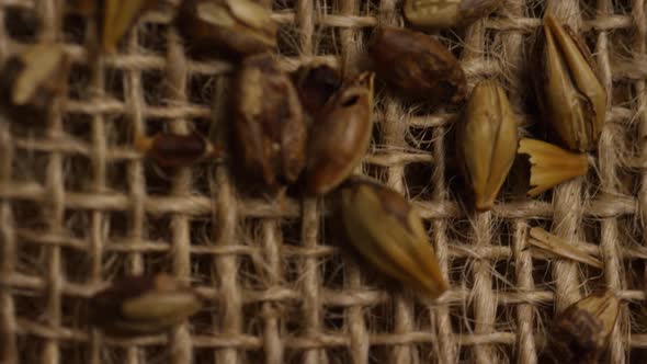 Rotating shot of barley and other beer brewing ingredients