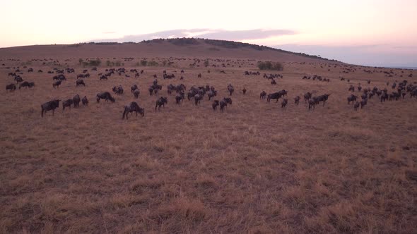 Aerial of wildebeests in Masai Mara