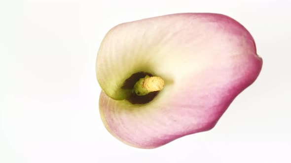 Pink Calla Rotating on White Background Macro Shot