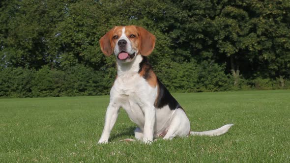 Beagle sitting on grass