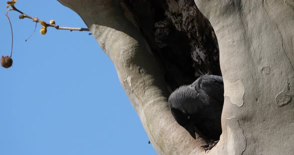 Western jackdaw (Coloeus monedula), perched on a platanus