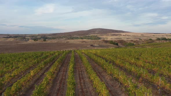 Vineyards Fields For Industrial Purposes 1