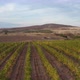 Vineyards Fields For Industrial Purposes 1 - VideoHive Item for Sale