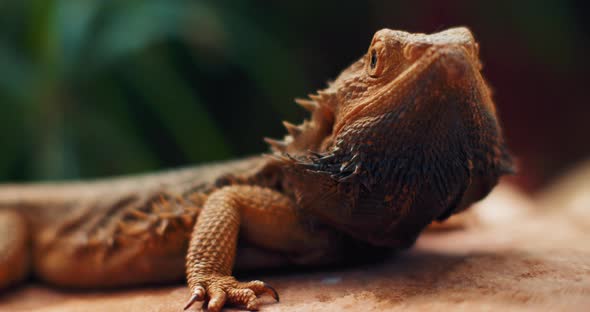 Bearded dragon, also known as Pogona, sitting on a tree branch