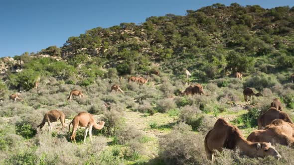 Morocco Camel12