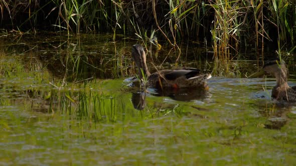 Mallard Duck Diving