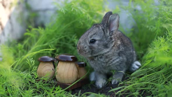 Little Rabbit on Green Grass Background