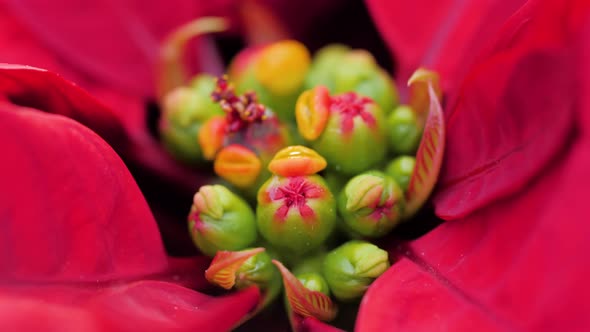 Closeup Macro of Red Poinsettia Flowers (Euphorbia Pulcherrima) Spain Spanish Traditional Flower