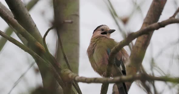 Eurasian Jay or Garrulus Glandarius Cleans Its Feathers