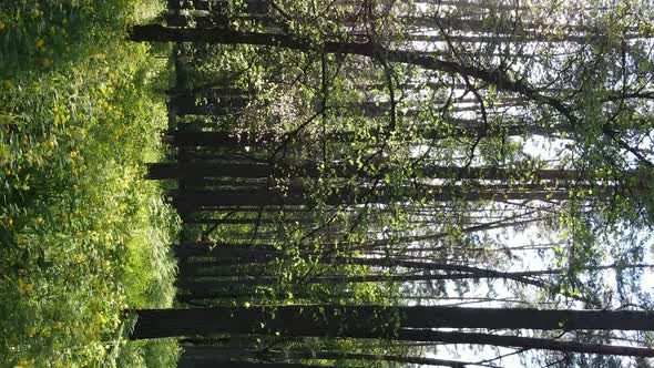 Vertical Video of a Forest with Pine Trees