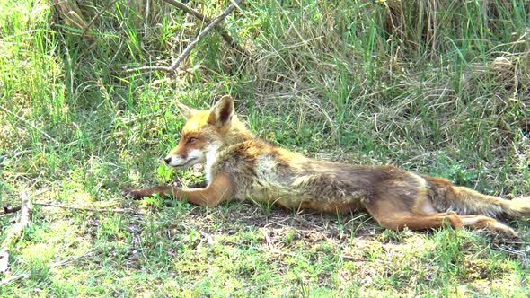 A red fox yawns, stretches and scratches itself.