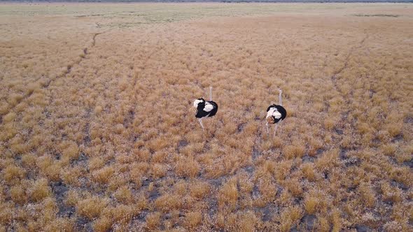 Aerial, Two startled ostriches ruffling feathers and sprinting in Botswana plain