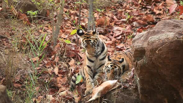 Two Tiger Cubs plays with a plastic sack they found on a waterbody in the Jungle of Bandhavgarh in C