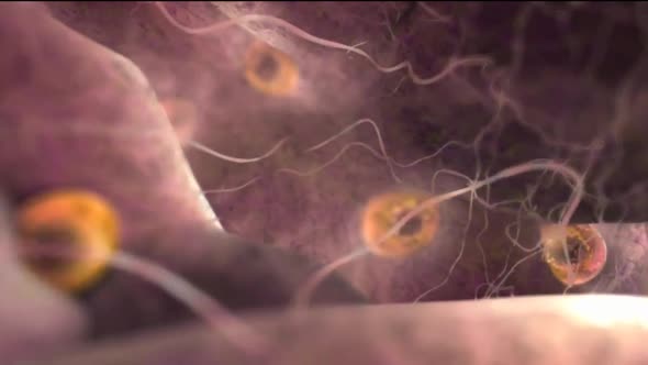 Ovulation and menstrual cycle