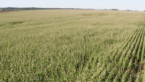 Aerial Drone Shot  a Field in a Rural Area