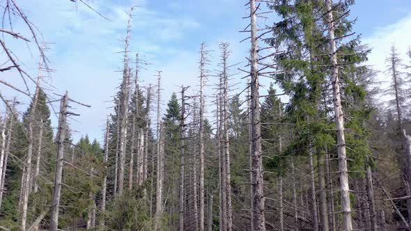 Dead and Dying Forest Caused by the Bark Beetle Aerial View