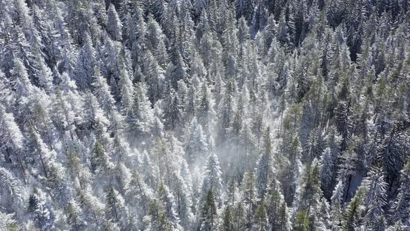 Tree Aerial View