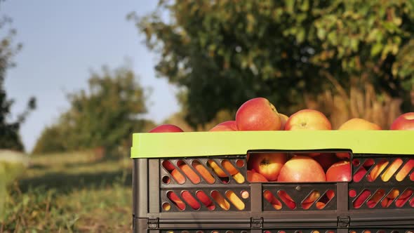 Orchardman Close Up with a Harvested Crop