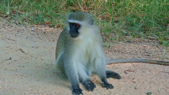 Vervet Monkey Yawning