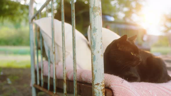 Cute Black Cat in Front of the Camera Have a Chill