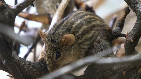 Close up: Wild typical Lemniscomy Barbarus grass mouse perched on branch of tree