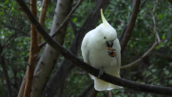 Eleonora cockatoo, also known as medium sulphur-crested cockatoo