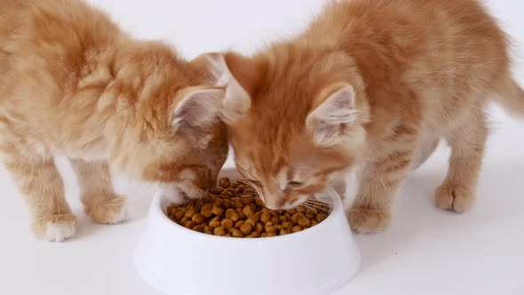 Two Ginger Kittens Eating Fresh Dry Cat Food for Small Kittens