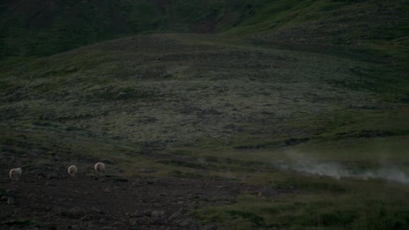 dramatic iceland landscape, sheep and lambs, geothermal steam smoke rising from a hot spring, camera