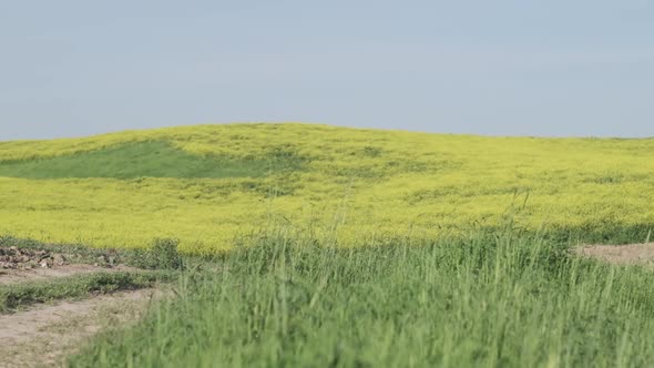 Mountain Blooming Meadow on a Sunny Day