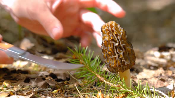 Morchella conica in the spring forest. A girl cuts a mushroom with a special camping knife