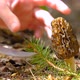 Morchella conica in the spring forest. A girl cuts a mushroom with a special camping knife - VideoHive Item for Sale