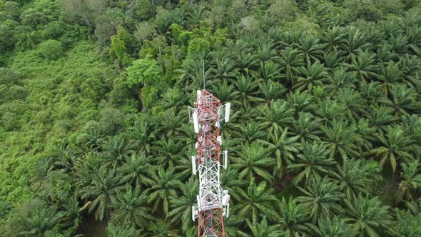 Aerial view tracking 4G, 5G cellphone tower in background oil palm