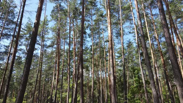 Green Forest with Trees By Day