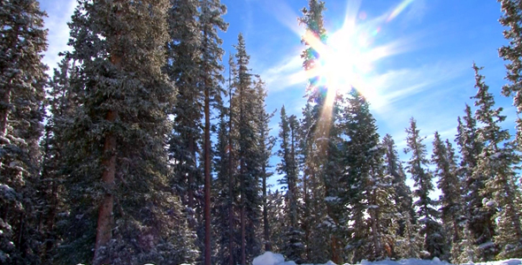 Snow Covered Pines