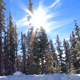 Snow Covered Pines - VideoHive Item for Sale