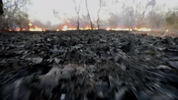 Low angle view of the burnt underbrush as a wildfire spreads in the Brazilian Savannah