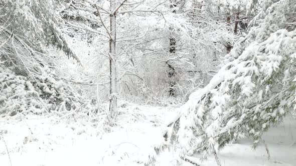 Coniferous Trees In Forest Covered By Snow During Winter Season In Eastern Canada. - handheld shot