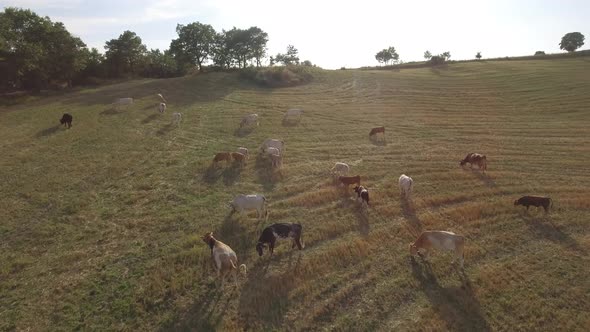 Cows grazing on open fields in the countryside in Italy