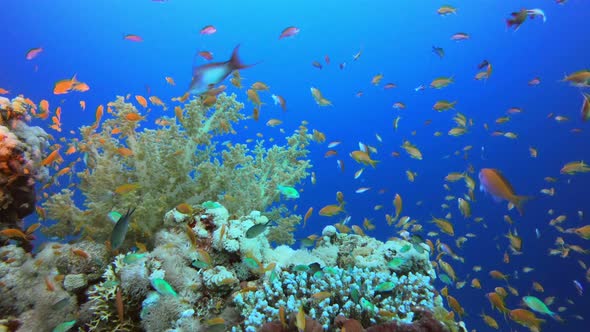 Reef Coral Scene