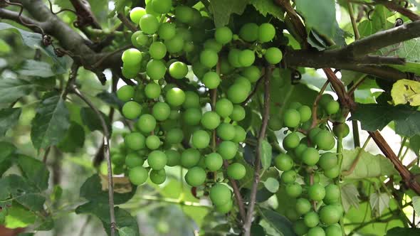 Slow Motion Pan of Green, Not Ripe, Grapes in The Garden