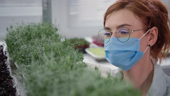 Female Specialist in a Medical Mask and Gloves Checks Microgreens Grown in Container on Background
